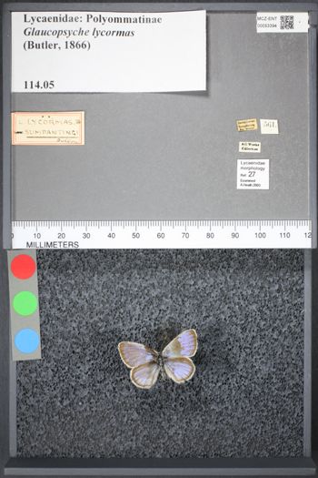 Media type: image;   Entomology 53394
